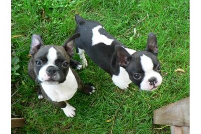 Boston terrier Welpen mit FCI-Papieren !