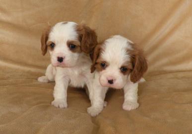 Weihnachten Cavalier King Charles Welpen