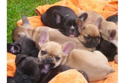 Franz.  Bulldoggen Welpen choco linie