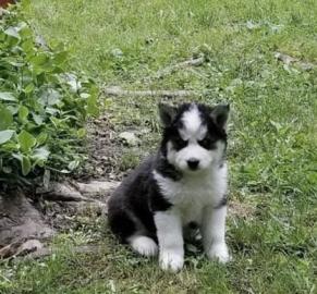 Siberian Husky puppies