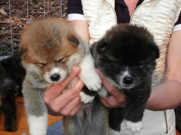 Reinrassige American Akita