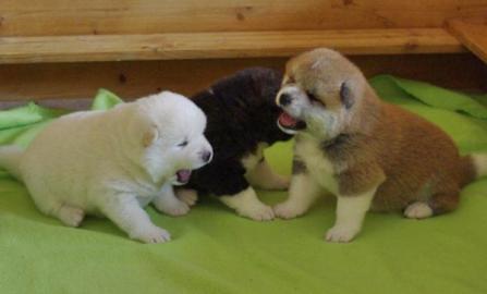 Reinrassige American Akita