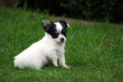 chihuahua welpen