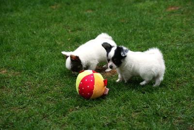 chihuahua welpen