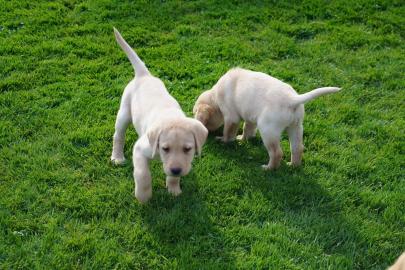 Wundersch�ne Labradorwelpen mit Papieren