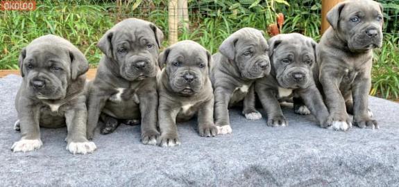 Cane Corso Welpen mit FCI Papiere
