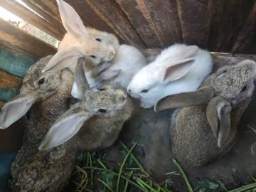 S��e Kaninchen - WHATSAPP:+4915213140266