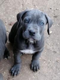 Cane Corso Welpen