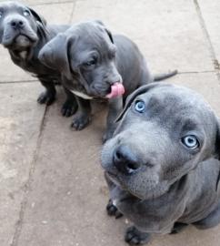 Cane Corso Welpen