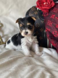 sch?ne Teetasse von Yorkie-Welpen