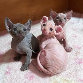 Sphynx-K�tzchen
