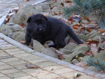 Deutscher Sch�ferhund Welpen