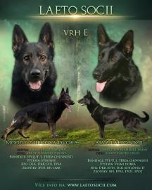 Deutscher Sch�ferhund Welpen
