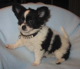 Weihnachten Chihuahua Welpen zu verkaufe