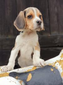 Beagle-Welpen zu verkaufen