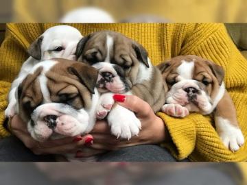 English Bulldog Welpen
