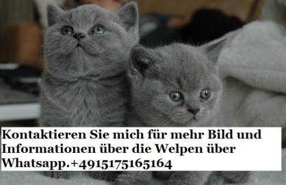 Reinrassige BKH Babies