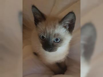 Siam Baby Kitten Babys K�tzchen Siambaby