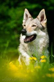 Tschechoslowakischer Wolfshund mit Pap. 