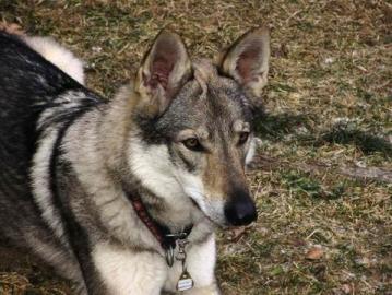 Tschechoslowakischer Wolfshund mit Pap. 