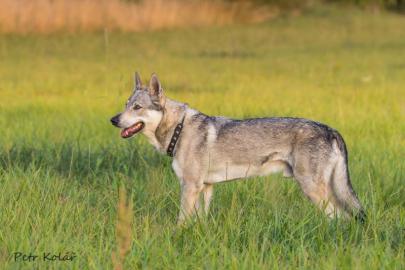 Tschechoslowakischer Wolfshund mit Pap. 