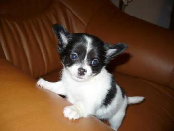 Chihuahua Welpen!!