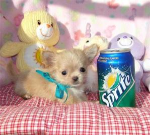 S��e Chihuahua Welpen zu verkaufen