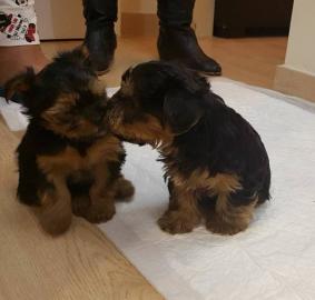 Yorkshire-Terrier Welpen