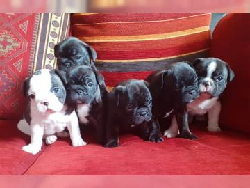 Franz?sische Bulldoggen Welpen