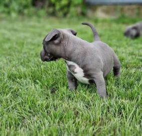 Amstaff Welpen suchen ein liebevolles Zu
