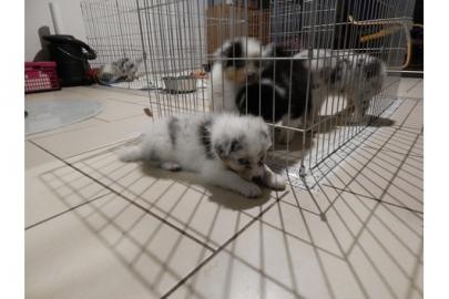 Australian Shepherd Welpen