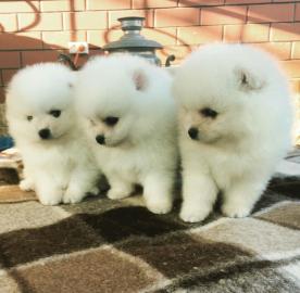 Zwergspitz pomeranian Welpen