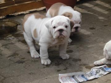 Wundersch�ne Englische Bulldoge-Welpen z