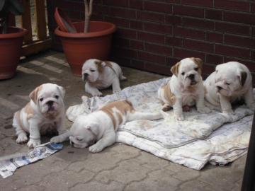 Wundersch�ne Englische Bulldoge-Welpen z
