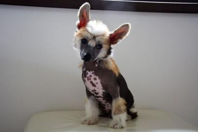 Chinesischer Schopfhund � Top Welpen