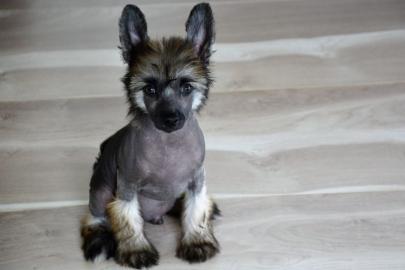 Chinesischer Schopfhund � Top Welpen