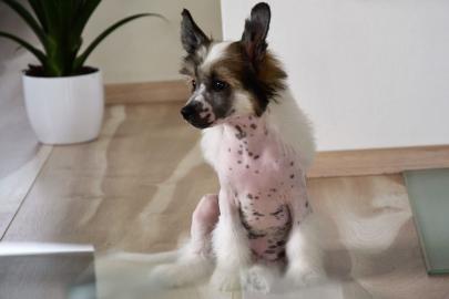 Chinesischer Schopfhund � Top Welpen