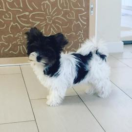 Biewer Terrier Welpen zur Verf?gung
