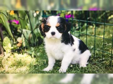 Weihnachten Beagle Welpen mit Papiere su