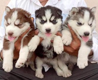 reinrassige sibirische Husky-Welpen what