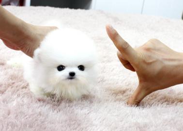 Wundersch�ne Zwergspitz Pomeranian welpe