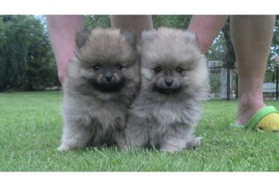 Wundersch�ne Pomeranian Welpen mit VDH P