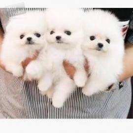 Zwergspitz Pomeranian welpen