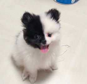Zwei wundersch�ne Zwergspitz (Pomeranian