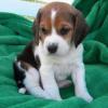 m�nnliche und weibliche Beagle-Welpen