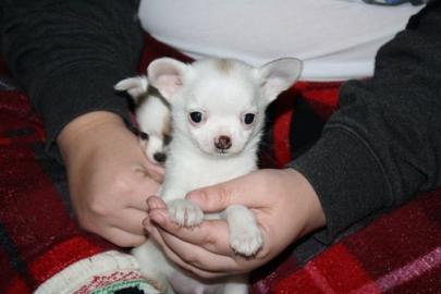 Mini Chihuahua Welpen(H�ndin  und R�de )