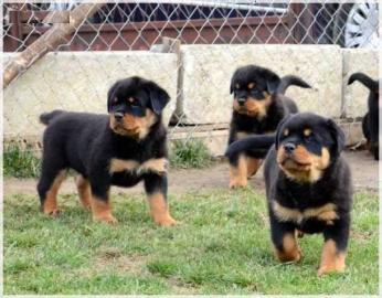 Liebevolle Erh?ltlich ADRK Rottweilerwel