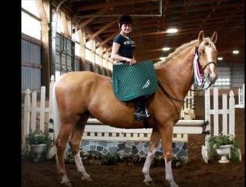 zwei palomino pferde zur verf�gung
