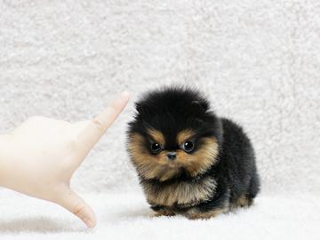 Bezaubernder echter Pomeranianwelpe