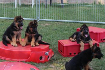 Sch?ferhund Welpen